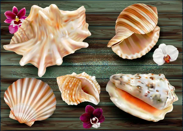 Shell  marine mollusk on a dark background — Stock Vector