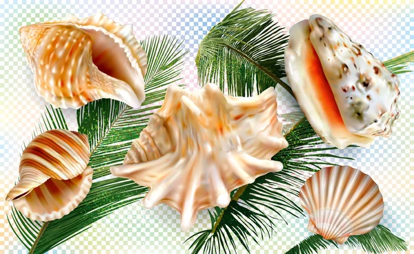 Ställ exotiska Seashell mollusk på en palmblad — Stock vektor