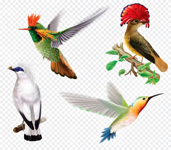 Tropikalne ptaki i Koliber na przezroczystym tle — Wektor stockowy