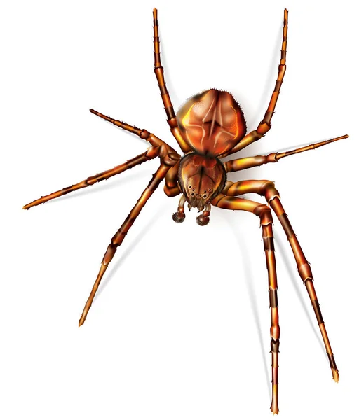 할로윈 색깔의 거미 — 스톡 벡터