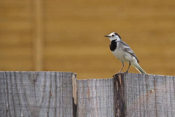 Kuyruksallayan bir diken üstünde oturuyor