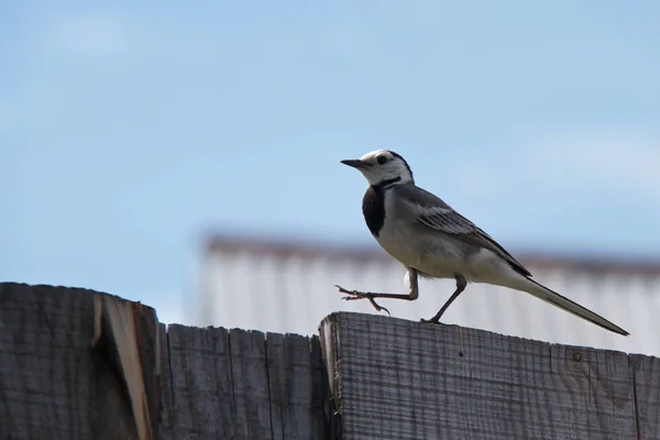 Kuyruksallayan bir diken üstünde oturuyor