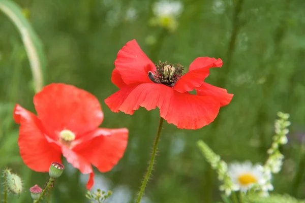 Çiçekler dekoratif Kırmızı gelincik