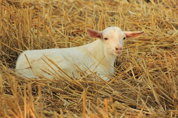 Capra Campo Grano Turchia — Foto Stock