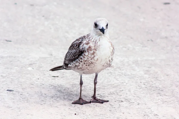 Möwe Blickt Die Kamera — Stockfoto