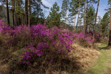 inul, britannica, inula, sarı, güzel, çiçek, çiçeklenme, bitki, çiçeklenme, bitki, altay, sibirya, kimse, canlı, doğa, elecampane, limonium, gmelinii, arka plan, yeşil, doğal, yaprak, bahar, çiçek, makro, yaprak, bahçe