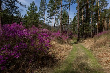 inul, britannica, inula, sarı, güzel, çiçek, çiçeklenme, bitki, çiçeklenme, bitki, altay, sibirya, kimse, canlı, doğa, elecampane, limonium, gmelinii, arka plan, yeşil, doğal, yaprak, bahar, çiçek, makro, yaprak, bahçe
