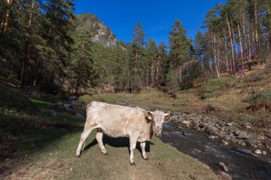 koyun,, çiftlik, hayvan, çim, peyzaj, tarla, doğa, tarım, çayır, mera, dağ, otlatma, beyaz, kırsal, dağlar, yeşil, kırsal, hayvancılık, sığır, at, memeli, yaz, kuzu, tarım,,, nehir, su, altay, russ
