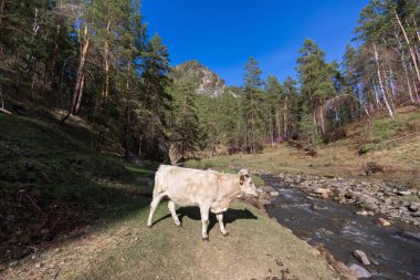koyun,, çiftlik, hayvan, çim, peyzaj, tarla, doğa, tarım, çayır, mera, dağ, otlatma, beyaz, kırsal, dağlar, yeşil, kırsal, hayvancılık, sığır, at, memeli, yaz, kuzu, tarım,,, nehir, su, altay, russ