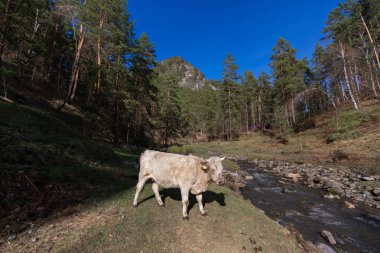 koyun,, çiftlik, hayvan, çim, peyzaj, tarla, doğa, tarım, çayır, mera, dağ, otlatma, beyaz, kırsal, dağlar, yeşil, kırsal, hayvancılık, sığır, at, memeli, yaz, kuzu, tarım,,, nehir, su, altay, russ
