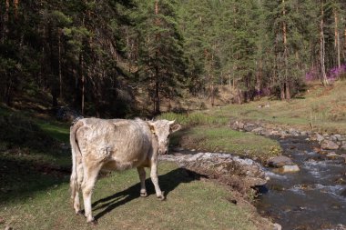 koyun,, çiftlik, hayvan, çim, peyzaj, tarla, doğa, tarım, çayır, mera, dağ, otlatma, beyaz, kırsal, dağlar, yeşil, kırsal, hayvancılık, sığır, at, memeli, yaz, kuzu, tarım,,, nehir, su, altay, russ