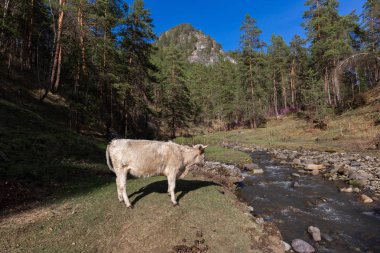 koyun,, çiftlik, hayvan, çim, peyzaj, tarla, doğa, tarım, çayır, mera, dağ, otlatma, beyaz, kırsal, dağlar, yeşil, kırsal, hayvancılık, sığır, at, memeli, yaz, kuzu, tarım,,, nehir, su, altay, russ