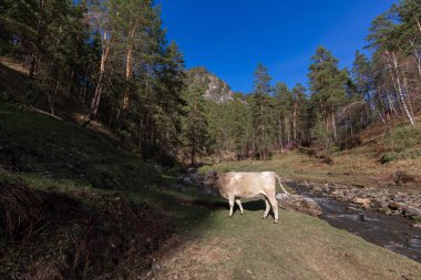 koyun,, çiftlik, hayvan, çim, peyzaj, tarla, doğa, tarım, çayır, mera, dağ, otlatma, beyaz, kırsal, dağlar, yeşil, kırsal, hayvancılık, sığır, at, memeli, yaz, kuzu, tarım,,, nehir, su, altay, russ