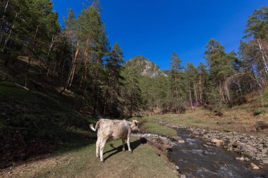 koyun,, çiftlik, hayvan, çim, peyzaj, tarla, doğa, tarım, çayır, mera, dağ, otlatma, beyaz, kırsal, dağlar, yeşil, kırsal, hayvancılık, sığır, at, memeli, yaz, kuzu, tarım,,, nehir, su, altay, russ