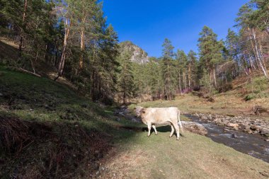 koyun,, çiftlik, hayvan, çim, peyzaj, tarla, doğa, tarım, çayır, mera, dağ, otlatma, beyaz, kırsal, dağlar, yeşil, kırsal, hayvancılık, sığır, at, memeli, yaz, kuzu, tarım,,, nehir, su, altay, russ