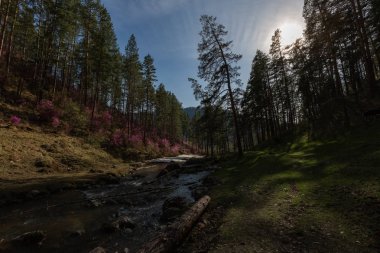 altay,sonbahar,arka plan,güzel,renkli,renkli,sonbahar,yeşillik,orman,yeşillik,manzara,dağ,doğa, portakal, açık hava, park, nehir, manzara,manzara,mevsim,gökyüzü,seyahat,ağaç,ağaç,su,sarı