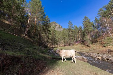 koyun,, çiftlik, hayvan, çim, peyzaj, tarla, doğa, tarım, çayır, mera, dağ, otlatma, beyaz, kırsal, dağlar, yeşil, kırsal, hayvancılık, sığır, at, memeli, yaz, kuzu, tarım,,, nehir, su, altay, russ