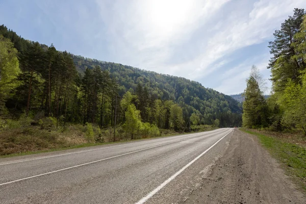 altay, altay, akkem, karaçam, ahşap, eğim, yeşil, dağlar, bulutlar, sis, çalılar, sırt, buz, çimen