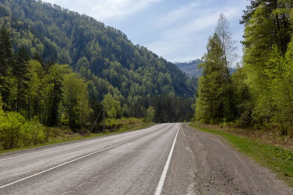 altay, altay, akkem, karaçam, ahşap, eğim, yeşil, dağlar, bulutlar, sis, çalılar, sırt, buz, çimen