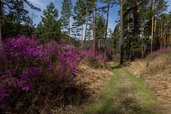 inul, britannica, inula, sarı, güzel, çiçek, çiçeklenme, bitki, çiçeklenme, bitki, altay, sibirya, kimse, canlı, doğa, elecampane, limonium, gmelinii, arka plan, yeşil, doğal, yaprak, bahar, çiçek, makro, yaprak, bahçe