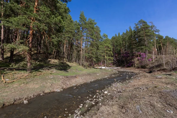 altay,sonbahar,arka plan,güzel,renkli,renkli,sonbahar,yeşillik,orman,yeşillik,manzara,dağ,doğa, portakal, açık hava, park, nehir, manzara,manzara,mevsim,gökyüzü,seyahat,ağaç,ağaç,su,sarı