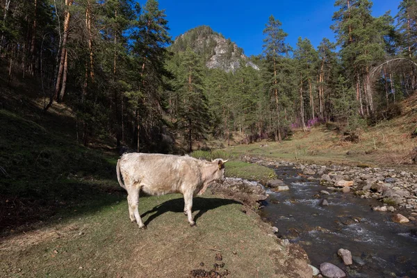 koyun,, çiftlik, hayvan, çim, peyzaj, tarla, doğa, tarım, çayır, mera, dağ, otlatma, beyaz, kırsal, dağlar, yeşil, kırsal, hayvancılık, sığır, at, memeli, yaz, kuzu, tarım,,, nehir, su, altay, russ