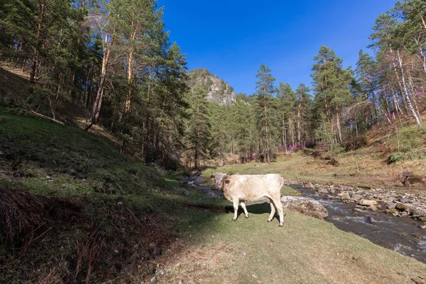 koyun,, çiftlik, hayvan, çim, peyzaj, tarla, doğa, tarım, çayır, mera, dağ, otlatma, beyaz, kırsal, dağlar, yeşil, kırsal, hayvancılık, sığır, at, memeli, yaz, kuzu, tarım,,, nehir, su, altay, russ