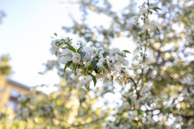Elma çiçeği zamanı çok güzel