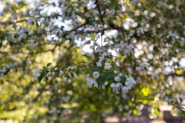 Elma çiçeği zamanı çok güzel