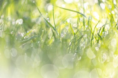 sulu yeşil çim güzel doku