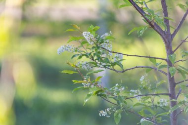 Elma çiçeği zamanı çok güzel