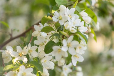 Elma çiçeği zamanı çok güzel