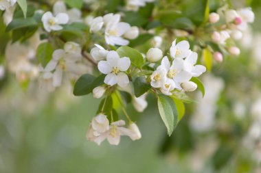 Elma çiçeği zamanı çok güzel