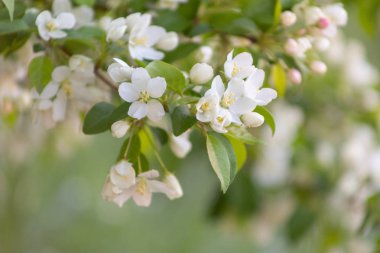 Elma çiçeği zamanı çok güzel