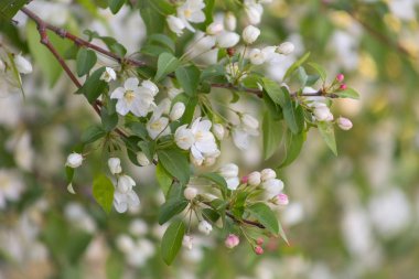 Elma çiçeği zamanı çok güzel