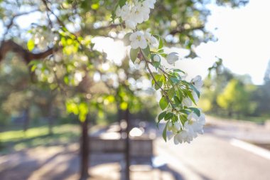Elma çiçeği zamanı çok güzel
