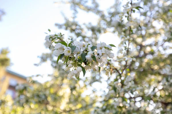 Elma çiçeği zamanı çok güzel