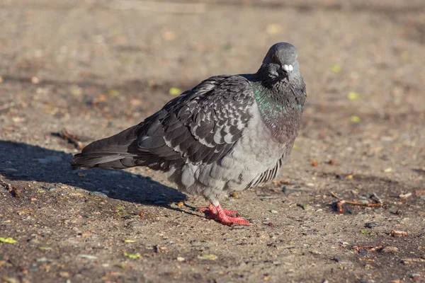 Met Pigeon Morning — Stock Photo, Image