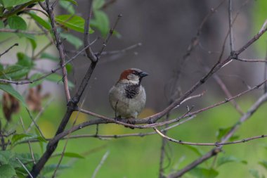 Parkta serçelerle tanıştım.