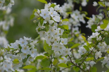 elma ağaçları nihayet çiçek açıyor
