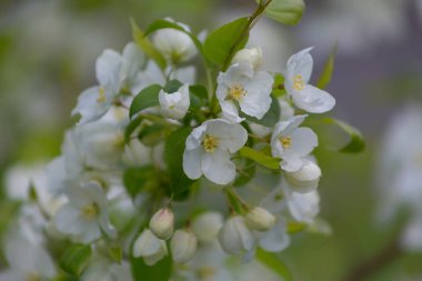elma ağaçları nihayet çiçek açıyor