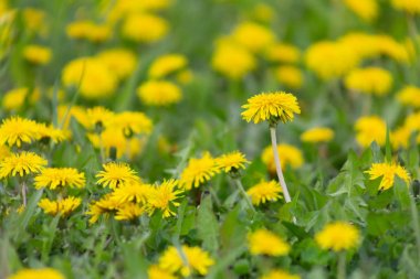 karahindiba-Tarxacum alanında raspushilis