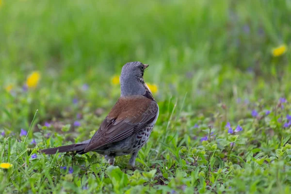 Conocí Pájaro Con Gusano —  Fotos de Stock