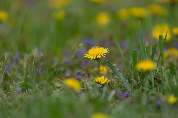 dandelions-Tarxacum on the field raspushilis