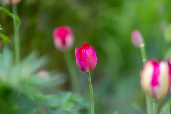 Hermosas Flores Estos Tulipanes — Foto de Stock