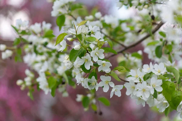 Appelbomen Zijn Eindelijk Bloeiend — Stockfoto