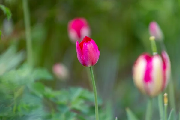 Hermosas Flores Estos Tulipanes — Foto de Stock