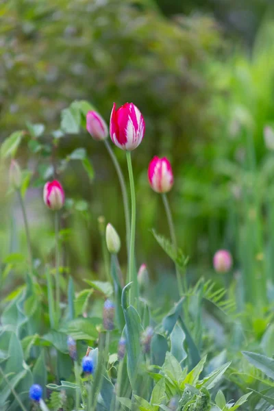 Hermosas Flores Estos Tulipanes — Foto de Stock