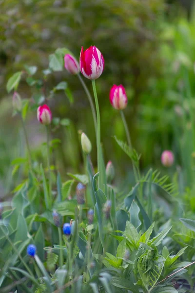 Hermosas Flores Estos Tulipanes — Foto de Stock