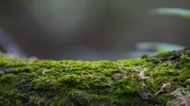  Omsk, Rusya - 15 Mayıs 2019: Bahçemizdeki Omsk kokulu leylak şehri